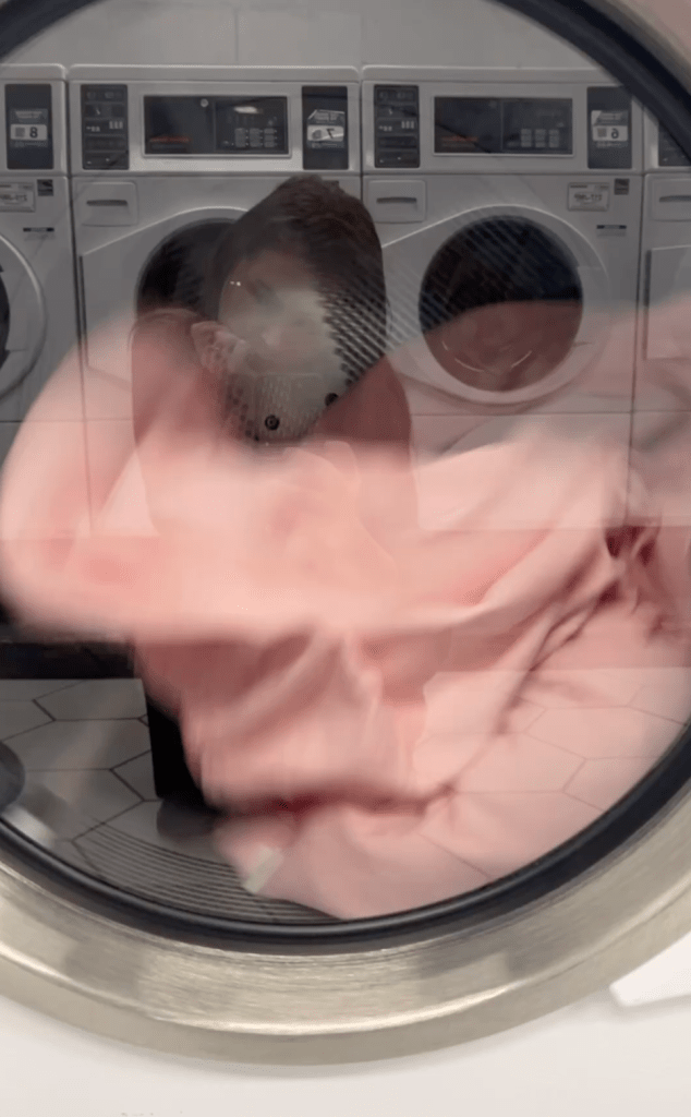 A necessary part of living in NYC - doing your laundry outside your apartment... Also, the whirling made me think of the months prior and Noel Harrison's the Windmills of Your Mind song "A circle in a spiral, a wheel within a wheel
Never ending nor beginning on an ever-spinning reel
As the images unwind like the circles that you find
In the windmills of your mind" from the Thomas Crown Affair. What a great song. 